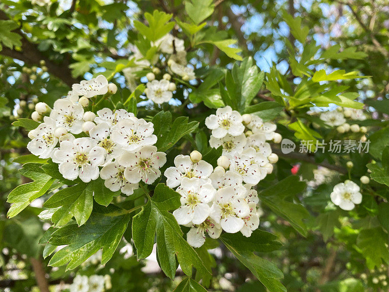 开花山楂