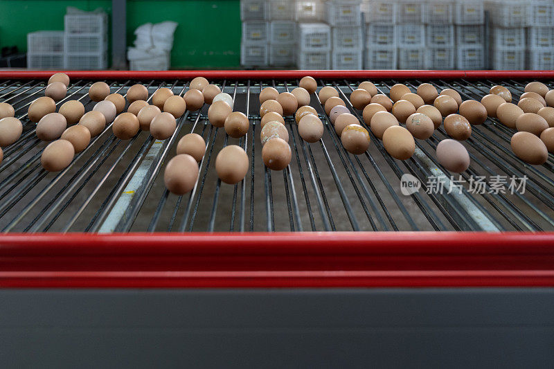 智能农用鸡蛋自动分拣传送带