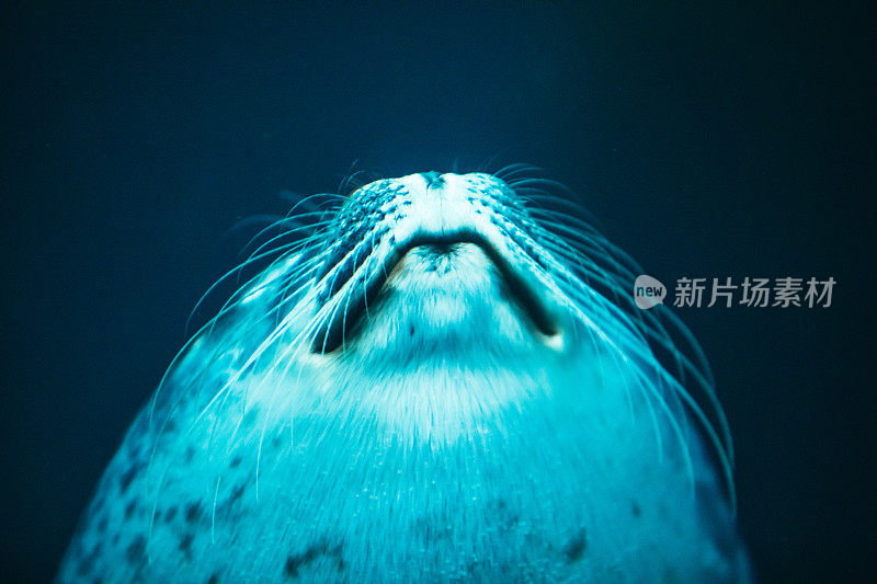 可爱的海豹在动物园水族馆游泳