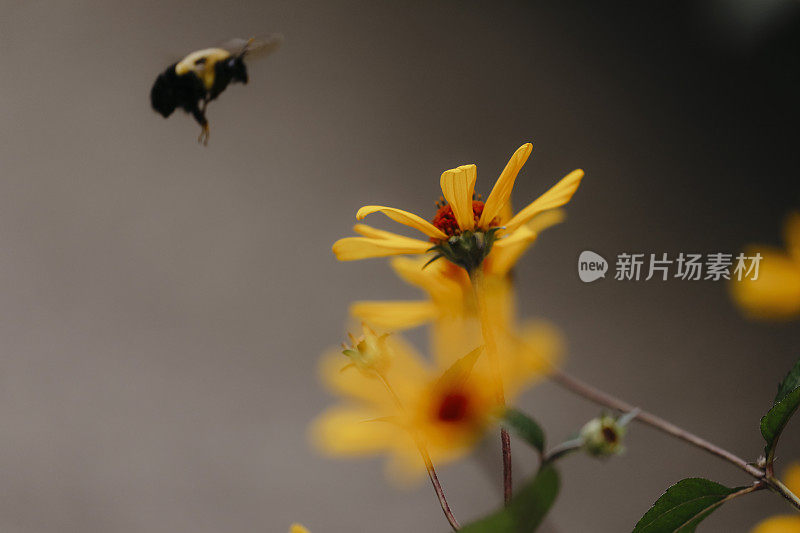 大黄蜂飞向花