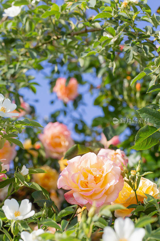 阳光下黄玫瑰和粉红玫瑰的背景