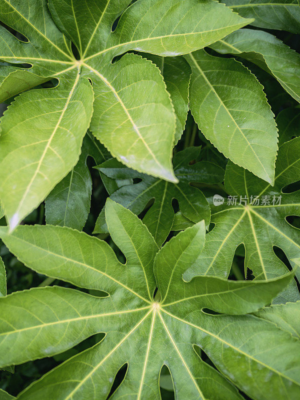 法西娅植物的叶子。