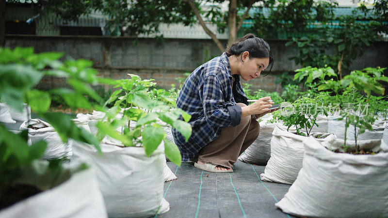 年轻的十几岁的农民女孩拿着数码平板电脑在阳光明媚的花园里检查树苗。