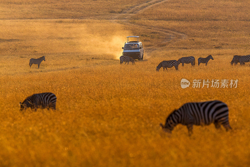 驾驶游猎车。草原斑马在野生动物中吃草