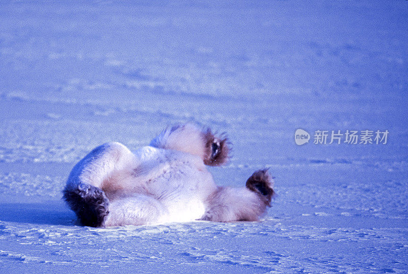 一只野生北极熊在雪地上打滚