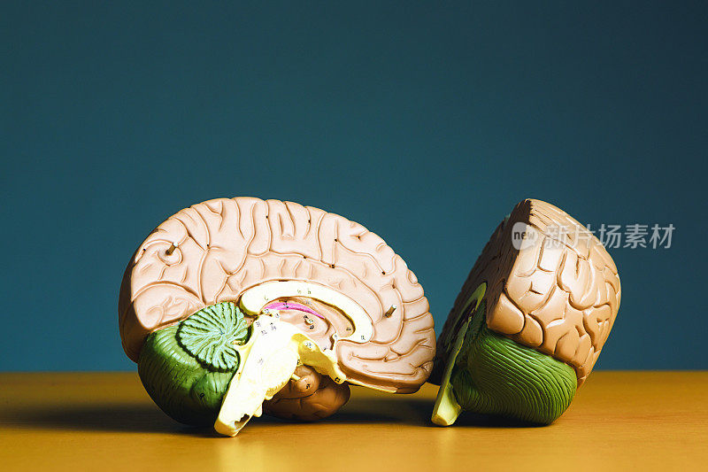人脑解剖模型的两半