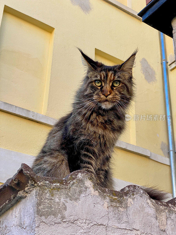 美丽的挪威森林猫