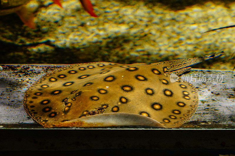 水族馆里的黄色小黄貂鱼