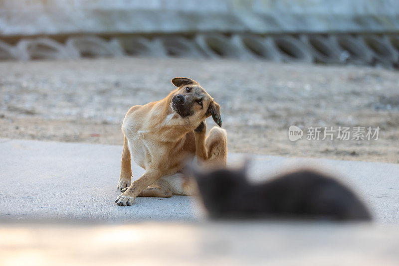 狗和小猫。