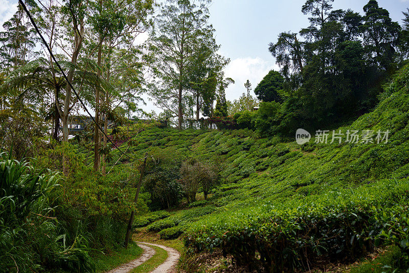 马来西亚金马仑高地的茶园