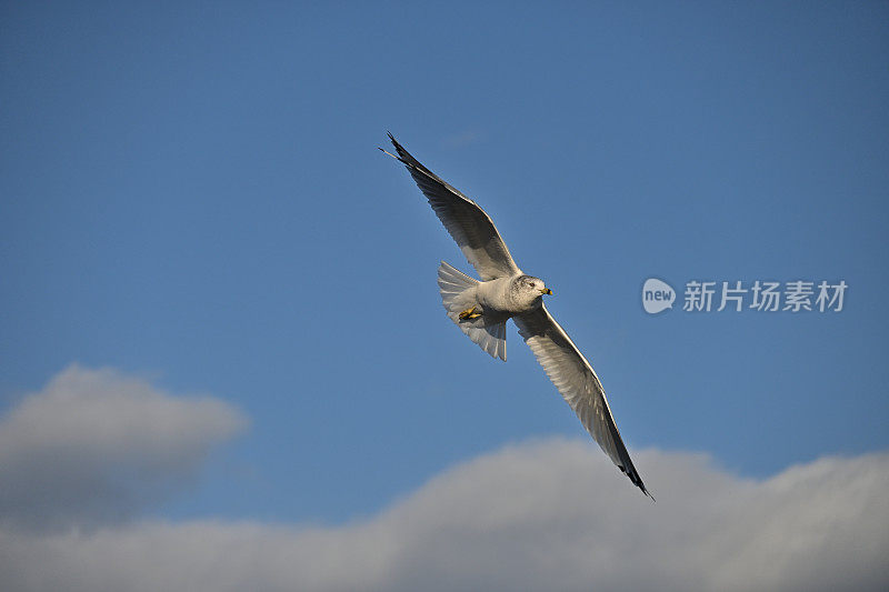 海鸥在云层上飞翔