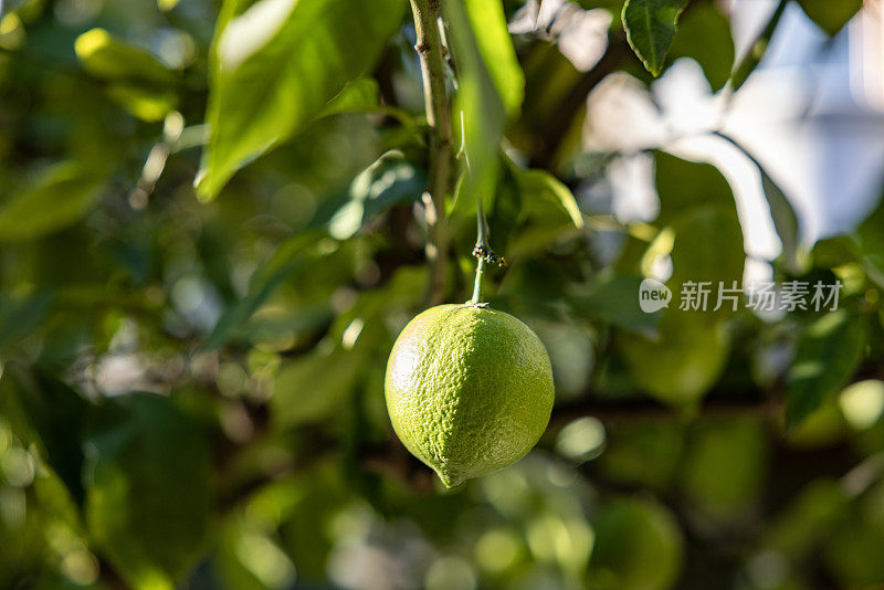 柠檬树上新鲜成熟的柠檬，树枝上新鲜的水果