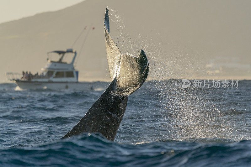 日落时分，墨西哥下加利福尼亚州卡波圣卢卡斯太平洋的座头鲸拍打着尾巴