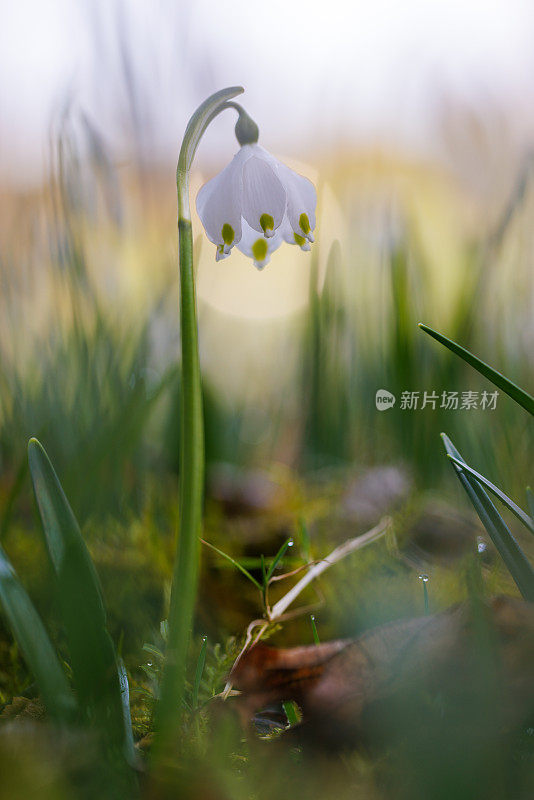 早春时节的白色铃状花