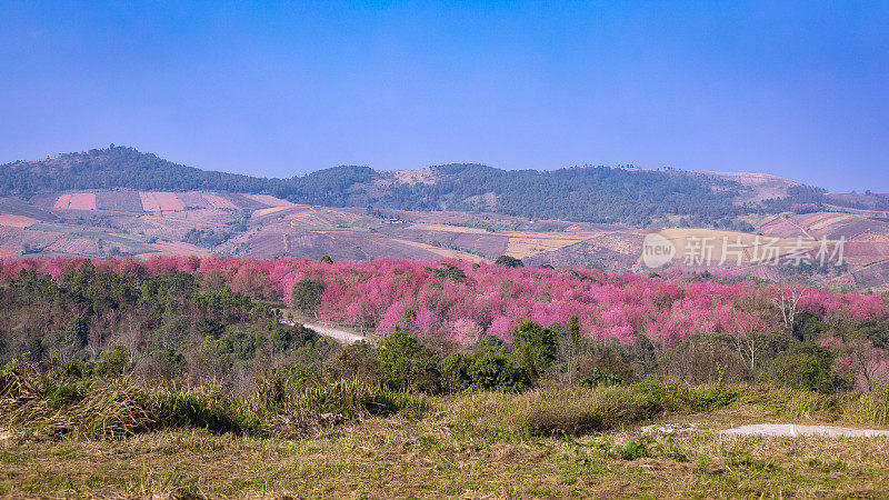 泰国富隆罗的粉红樱花园景观。