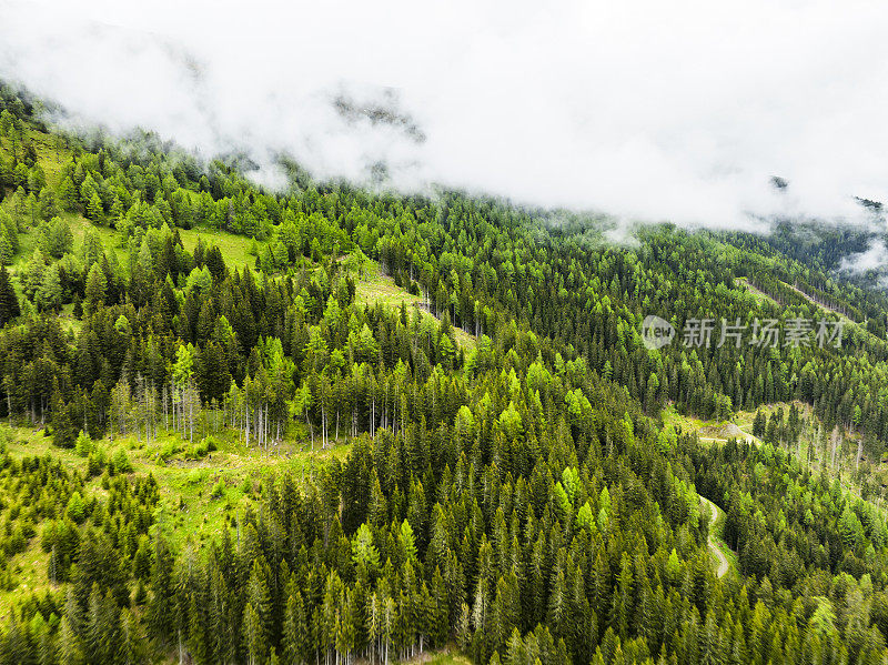 阿尔卑斯山中东部的一座山上的松树林景观