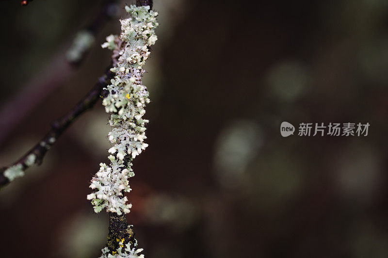 地衣散景背景特写