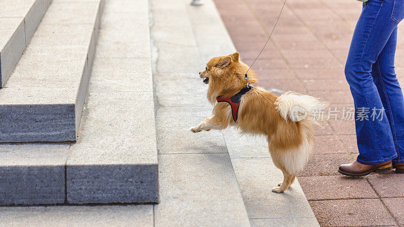 一只德国斯皮兹狗在公园里跑上楼梯