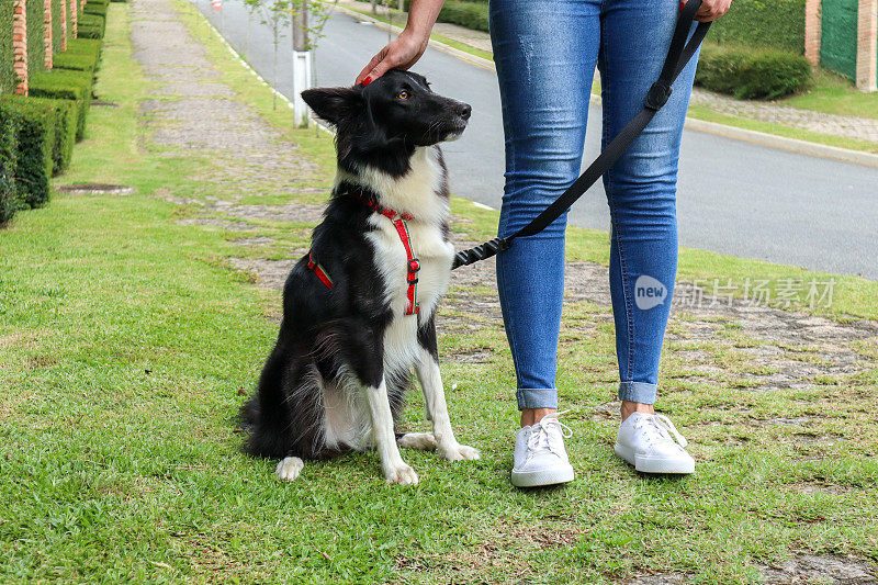 街上的边境牧羊犬