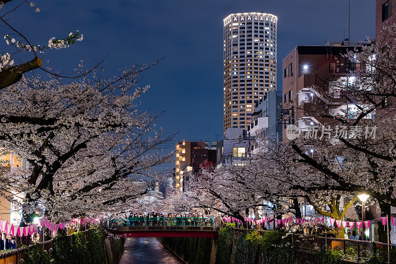 一大群人沿着东京的目黑河庆祝花见