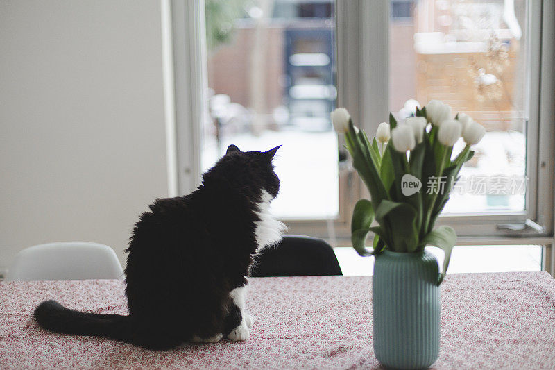 家猫和桌上的白郁金香