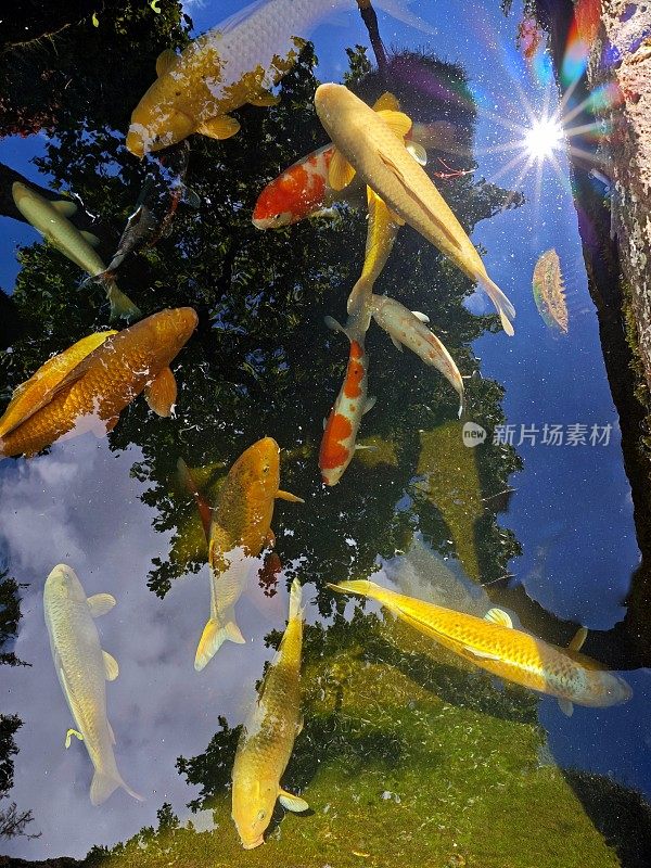 池塘里游泳的锦鲤特写。