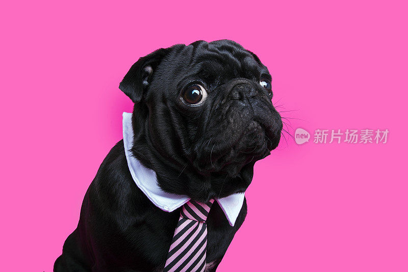 黑色哈巴狗肖像在粉红色的背景。