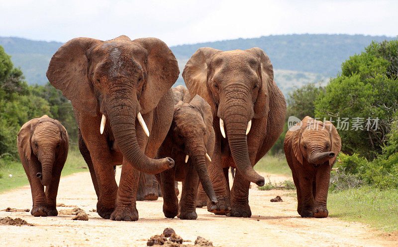 在南非，一群大象正在接近我们