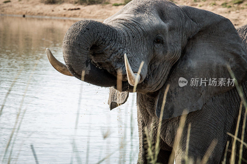 克鲁格国家公园里的大象在喝水。