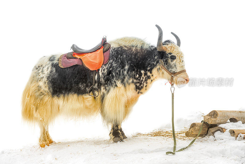 雪中有鞍的牦牛是孤立的