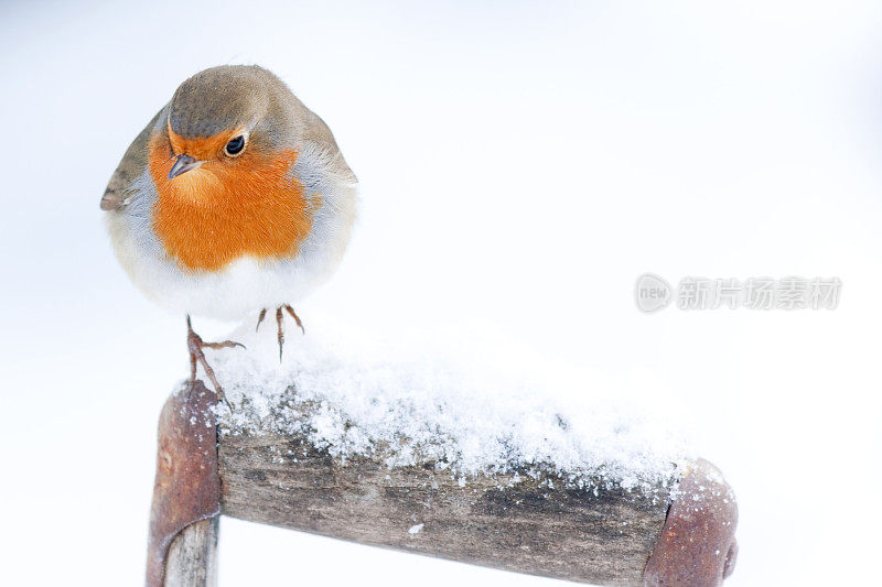 罗宾和雪