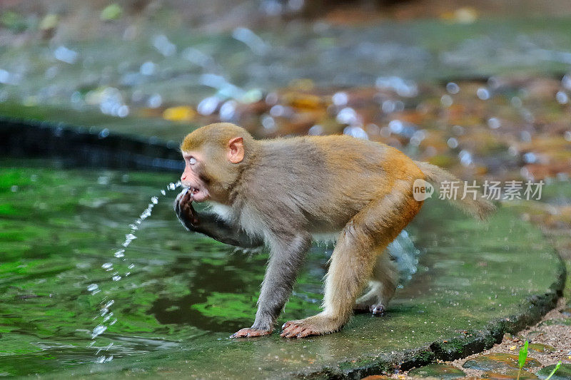 喝水的猴子