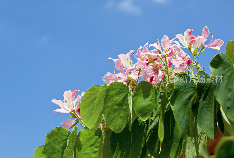 粉色兰花树