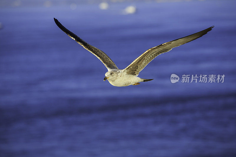 海鸥飞