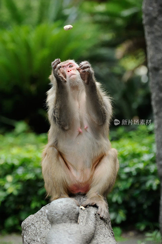 猴子在抓食物