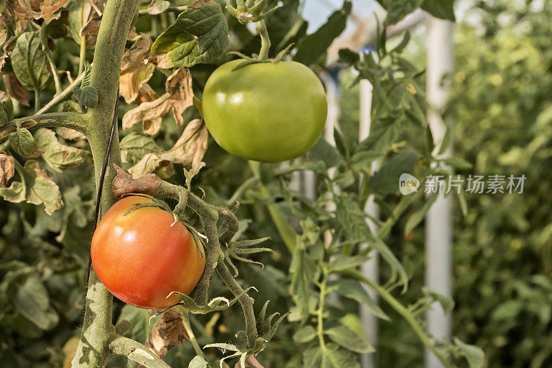 番茄作物