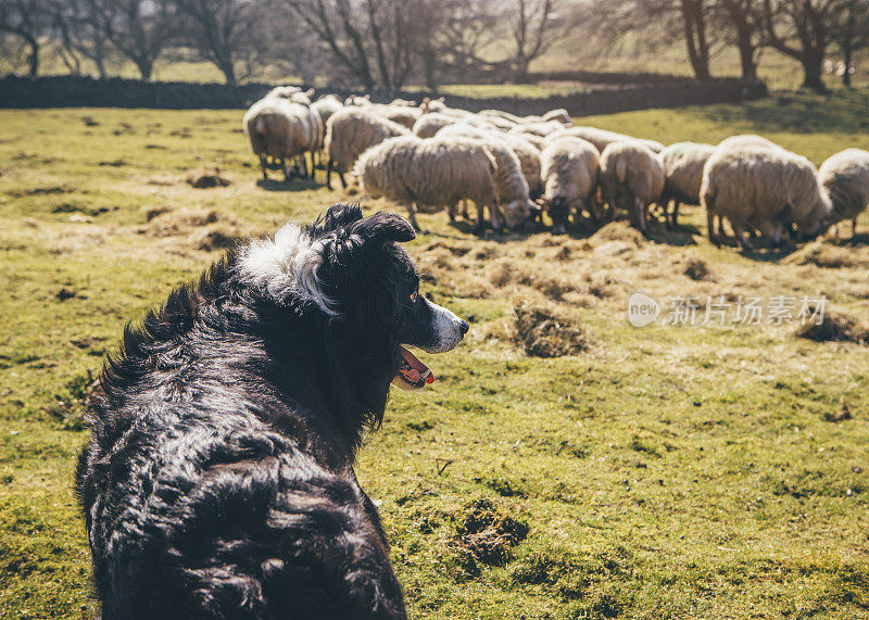 牧羊犬在田野里看守羊群