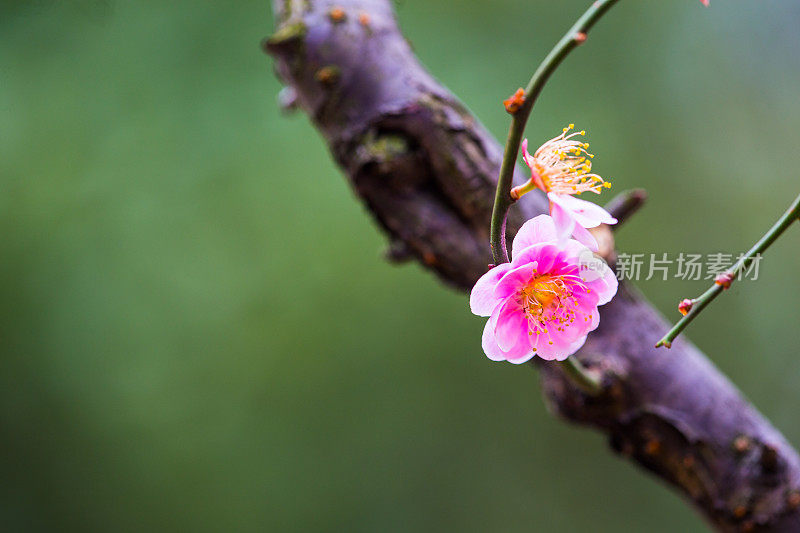 春天开花