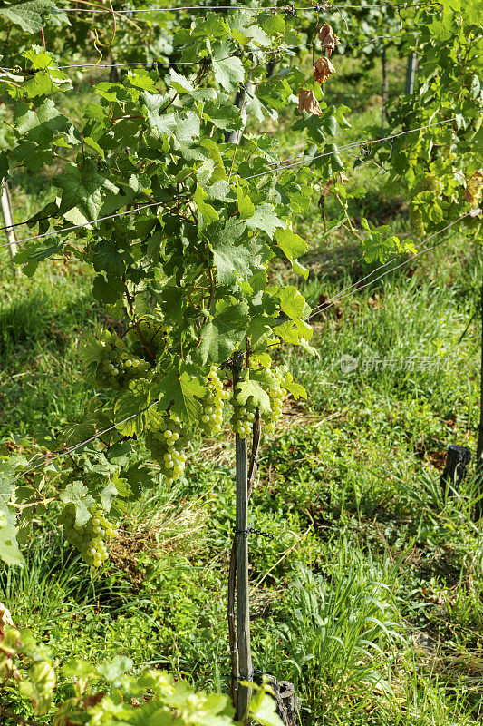 奥地利瓦肖河谷当地酿酒厂出产的雷司令葡萄