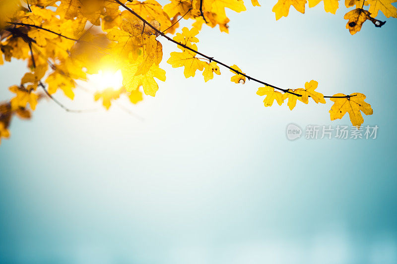 秋天的叶子在蓝色的背景