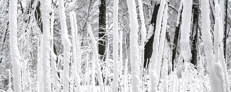 冬天的森林里下雪了