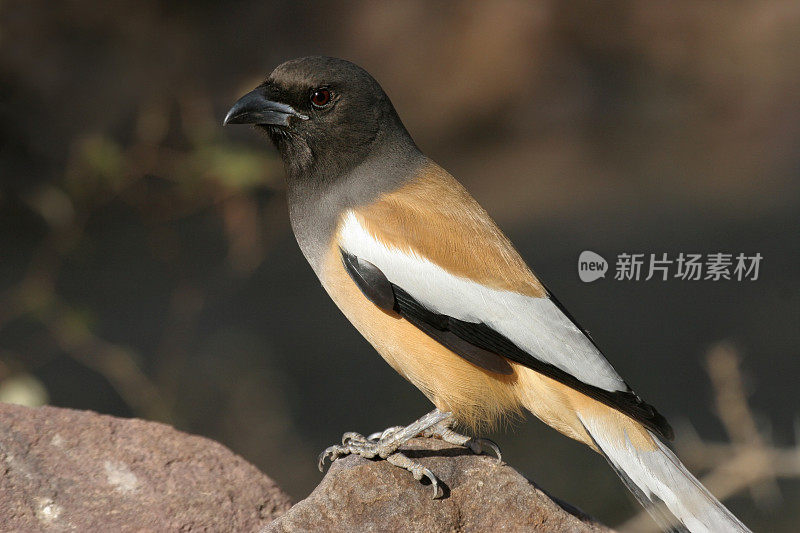 野生树栖鸟栖息在印度Ranthambore国家公园的岩石上