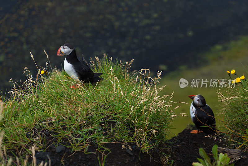 冰岛维克悬崖上雾中的海雀