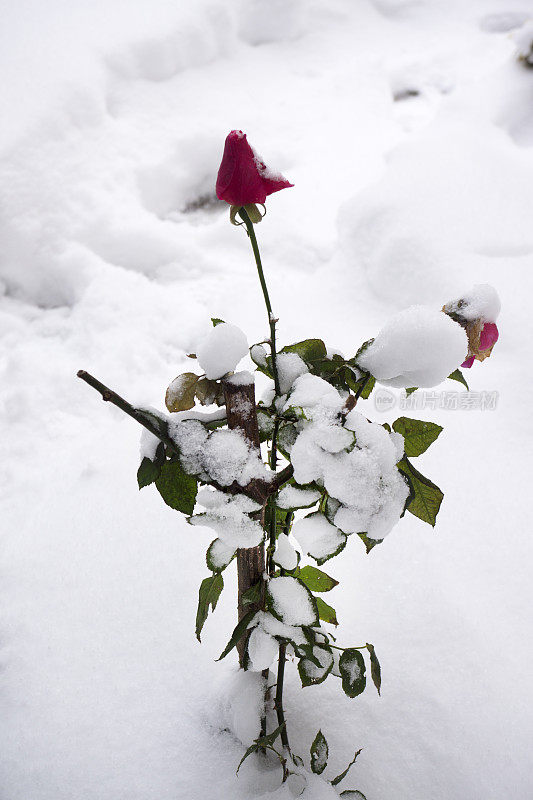 冰雪覆盖红玫瑰