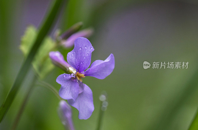 野蓝兰花上的露珠