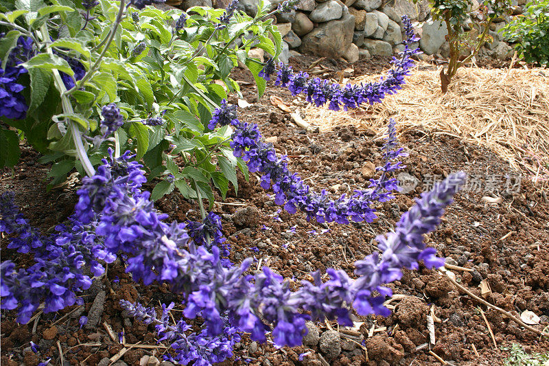 蓝色鼠尾草花