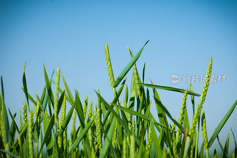 小麦秸秆特写镜头