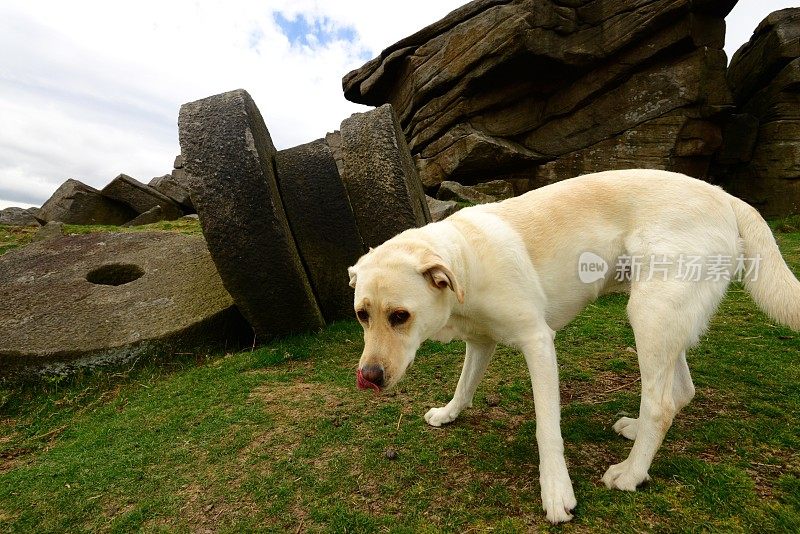 拉布拉多寻回犬