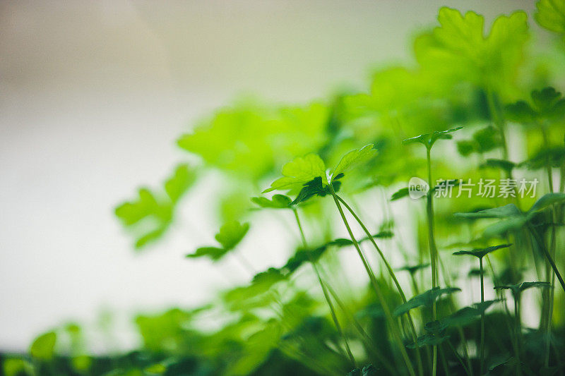 香菜植物栽培