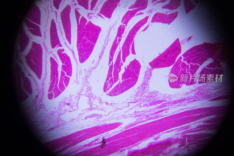 显微镜下平滑肌横切面